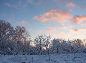 winter forest at sunset