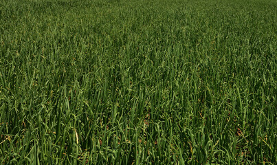 A budding and healthy green onion field representing good farming