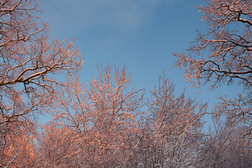 winter forest at sunset