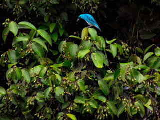 blue bird in the forest