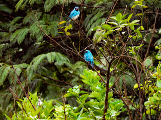 blue bird in the forest