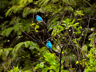 blue bird in the forest