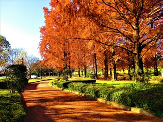 太陽と秋の公園