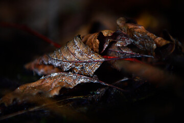 Frozen leaves