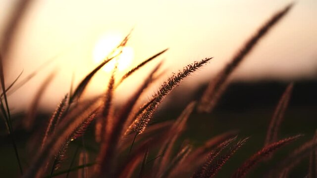 Close up pink grass field flower waving against wind in beautiful golden sunset background, slow motion. Vintage autumn landscape background. Concept of nature, flowers, spring, autumn, landscape.