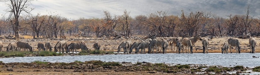 Fototapeta na wymiar Zebras am Wasserloch Rietfontein