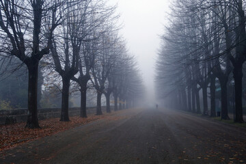 tree-lined avenue on a foggy day