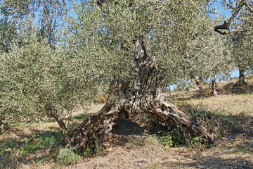 trunk of a centenary olive tree