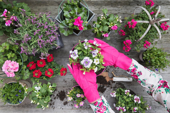 Hands of woman planting flowers