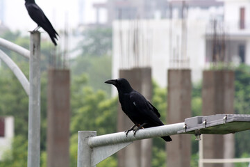 Indian jungle crow (Corvus culminatus) in search of food : (pix SShukla)