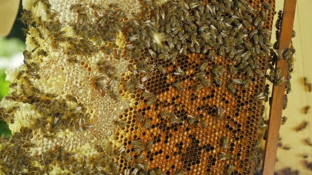 Harvest honey. Frame full of honey and bee bread with bees. Swarm of bees on a wooden frame with honeycomb. Bees swarming, working on honeycombs