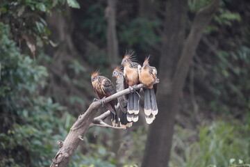 Hoatzin (Opisthocomus hoazin), also known as the reptile bird, skunk bird, stinkbird, or Canje pheasant. Opisthocomidae family. 