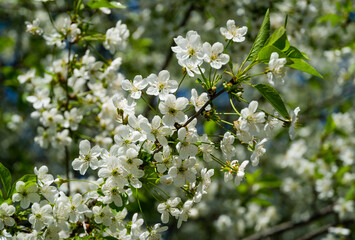 Cherry blossom blooming season. White flowers in spring garden. Close-up of cherry flowers in sunny day. Selective focus. Fresh wallpaper, nature background concept