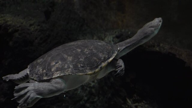 Northern snake-necked turtles chelodina rugosa swim underwater
