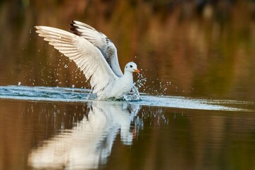 Black headed gull taking off . With splashing water drops on the wings. Frozen motion. Calm lake surface with reflection of tree leaves. Genus species Larus ridibundus.