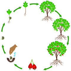 Life cycle of a cashew plant on a white background.
