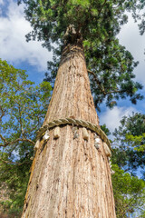 Fototapeta premium 由岐神社