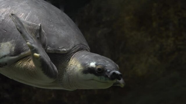 Carettochelys insculpta, pig-nosed turtle, pitted-shelled turtle, Fly River turtle, northern Australia,  southern New Guinea
