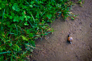 Snail near grass 