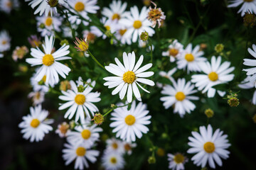 Obraz premium Daisy flowers in a field