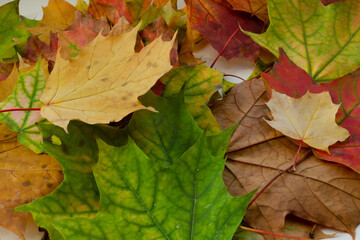 Naklejka na ściany i meble Colored dry autumn maple leaves lie on the ground.