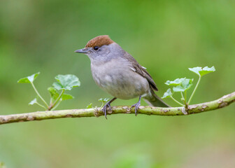 Blackcap Sylvia atricapilla female close up