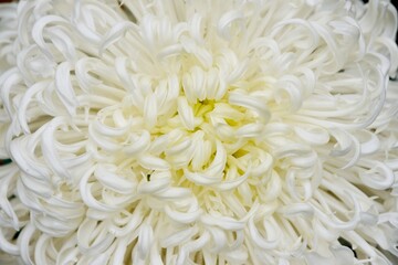 Close-up photo of white chrysanthemum. The slender and curly petals are like noodles.