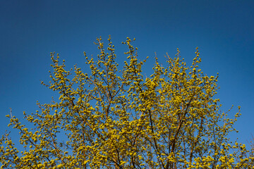 Maple flowers on the branches against the blue sky. Horizontal spring background