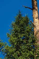 Fototapeta premium Green spruce on a background of blue sky. Vertical photo