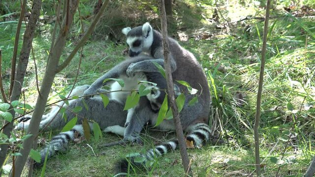 Lemurs catta are disturbed by the observing lemur during morning hygiene