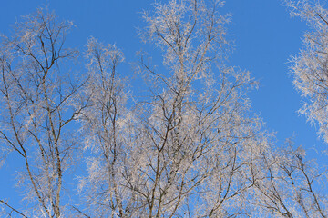 Fototapeta na wymiar white snow on birch branches with blue sky