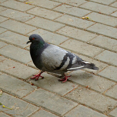 A pigeon is walking on paving stones, the shadow of a dove, close-up