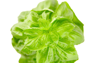 Basil herb with green fresh leaves isolated on white