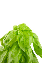 Basil herb with green fresh leaves isolated on white