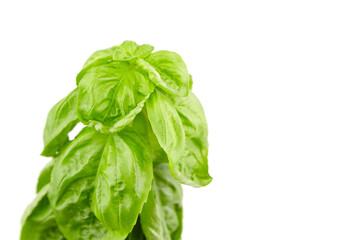 Basil herb with green fresh leaves isolated on white