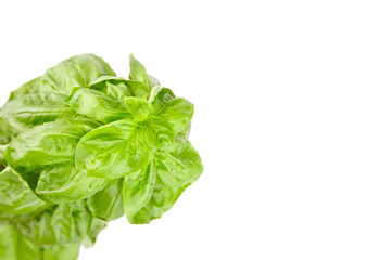 Basil herb with green fresh leaves isolated on white