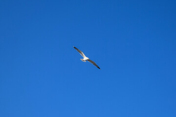 seagull