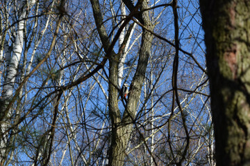 woodpecker