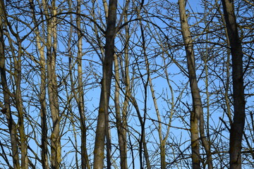 branches against blue sky