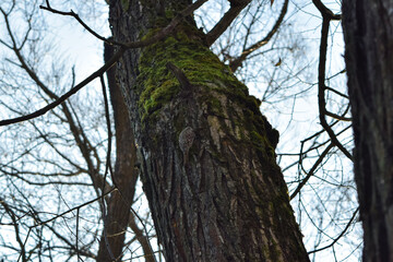 bird on the tree