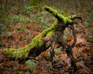 A fragment of an old root covered with moss in the shape of a pet.