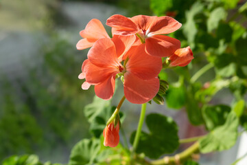 Obraz premium red flowers