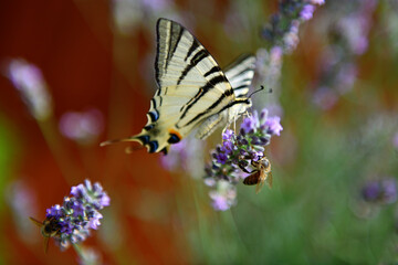 Fototapeta na wymiar Butterfly 8