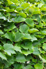 green leaves of grape