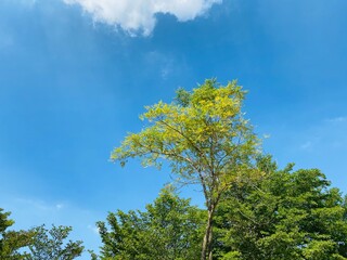 Tree against bright blue sky