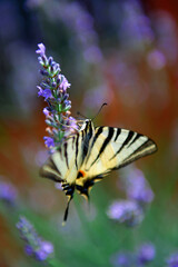 Butterfly 7