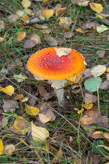 fly agaric mushroom