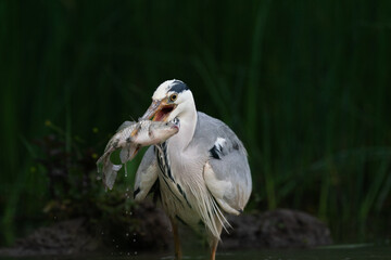 The grey heron (Ardea cinerea)
