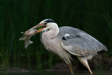 The grey heron (Ardea cinerea)