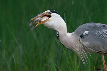 The grey heron (Ardea cinerea)